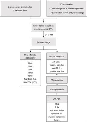 Leishmania amazonensis Promastigotes or Extracellular Vesicles Modulate B-1 Cell Activation and Differentiation